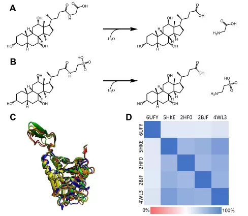Schematic of gut bacterial bile salt hydrolase–mediated deconjugation (glycine/taurine removal) and comparative enzyme homology, illustrating a core step that precedes downstream 7α-dehydroxylation, oxidation, and epimerization to form secondary bile acids.